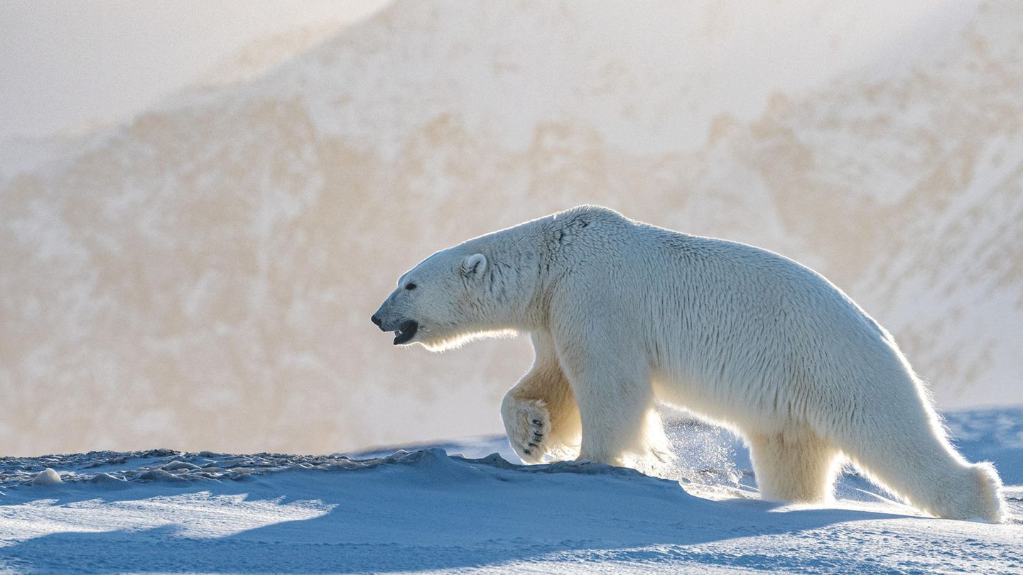 Arktis, Eisbär in Spitzbergen