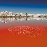 Anden, Laguna Colorada in Bolivien