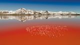 Anden, Laguna Colorada in Bolivien