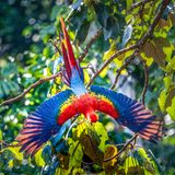 Amazonien, Ara in Amazonien