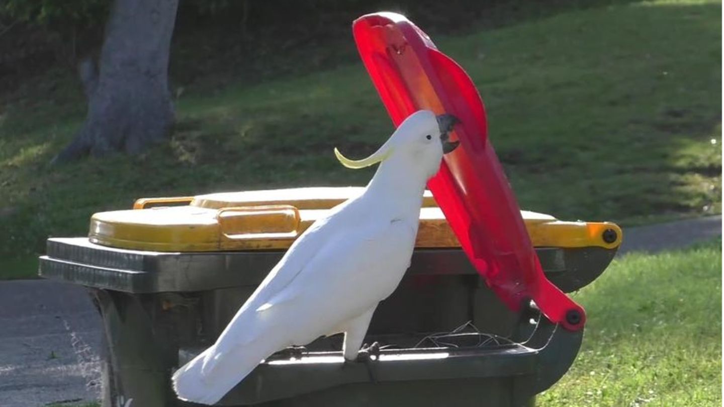 Ein australischer Gelbhaubenkakadu öffnet mit seinem Schnabel eine Mülltonne