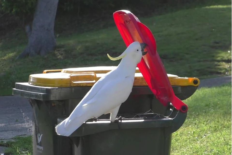 Ein australischer Gelbhaubenkakadu öffnet mit seinem Schnabel eine Mülltonne