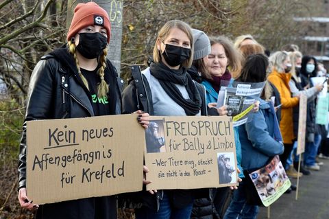 Mahnwache zum zweiten Jahrestag der Brandkatastrophe im Zoo Krefeld: Zwei Affen, Bally und Limbo, haben den Brand des Affenhauses in der Silvesternacht überlebt und sind seither in einem "Provisorium" untergebracht