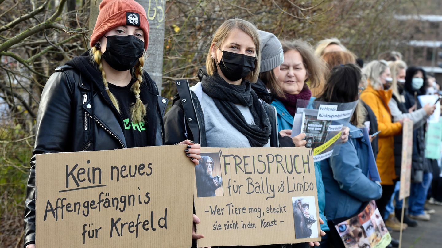 Mahnwache zum zweiten Jahrestag der Brandkatastrophe im Zoo Krefeld: Zwei Affen, Bally und Limbo, haben den Brand des Affenhauses in der Silvesternacht überlebt und sind seither in einem "Provisorium" untergebracht