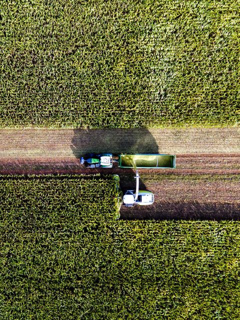 Ungewöhnlich früh mussten die Landwirtinnen und Landwirte in diesem Sommer ihren Mais ernten. Wegen der langen Trockenheit kämpfen viele von ihnen mit herben Ernteverlusten