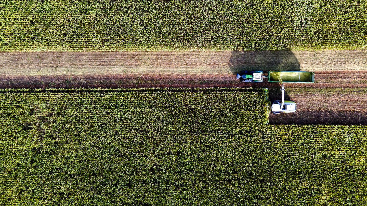 Ungewöhnlich früh mussten die Landwirtinnen und Landwirte in diesem Sommer ihren Mais ernten. Wegen der langen Trockenheit kämpfen viele von ihnen mit herben Ernteverlusten