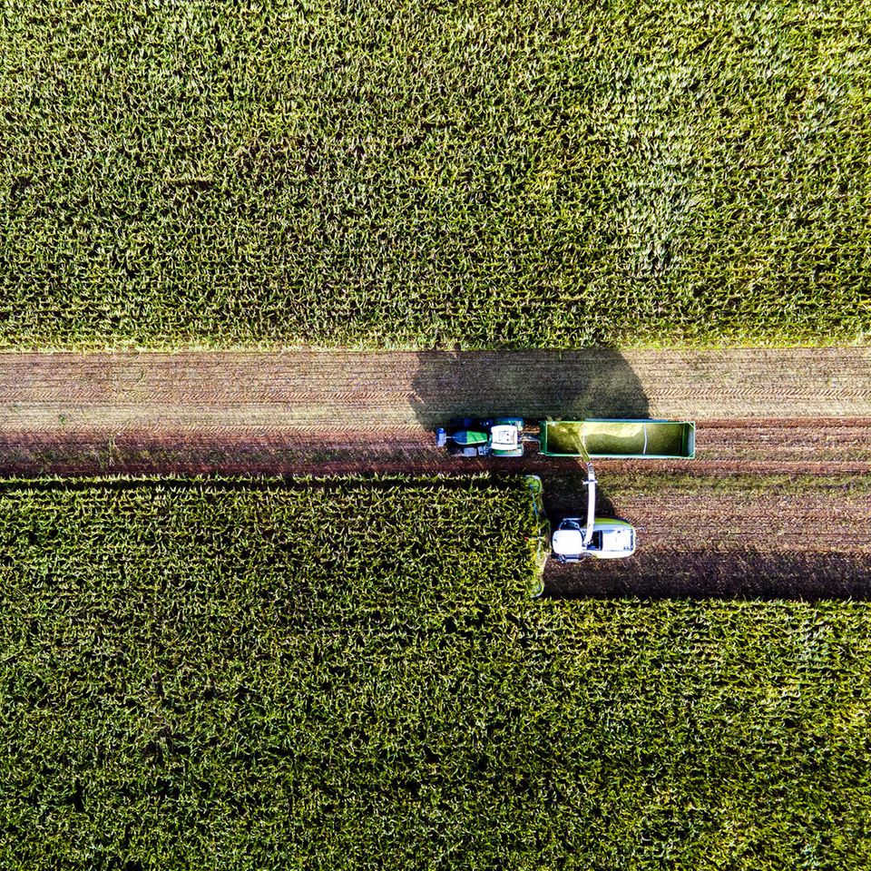 Ungewöhnlich früh mussten die Landwirtinnen und Landwirte in diesem Sommer ihren Mais ernten. Wegen der langen Trockenheit kämpfen viele von ihnen mit herben Ernteverlusten