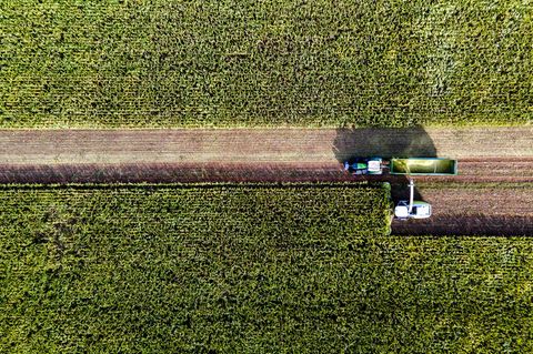 Ungewöhnlich früh mussten die Landwirtinnen und Landwirte in diesem Sommer ihren Mais ernten. Wegen der langen Trockenheit kämpfen viele von ihnen mit herben Ernteverlusten