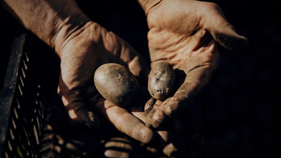 Regionaler Anbau: Landwirtschaft in der Stadt bedeutet vor allem viel Handarbeit: Beikräuter müssen aus dem Weg geschafft und Kartoffeln einzeln ausgegraben werden Landwirtschaft in der Stadt bedeutet vor allem viel Handarbeit: Beikräuter müssen aus dem Weg geschafft und Kartoffeln einzeln ausgegraben werden