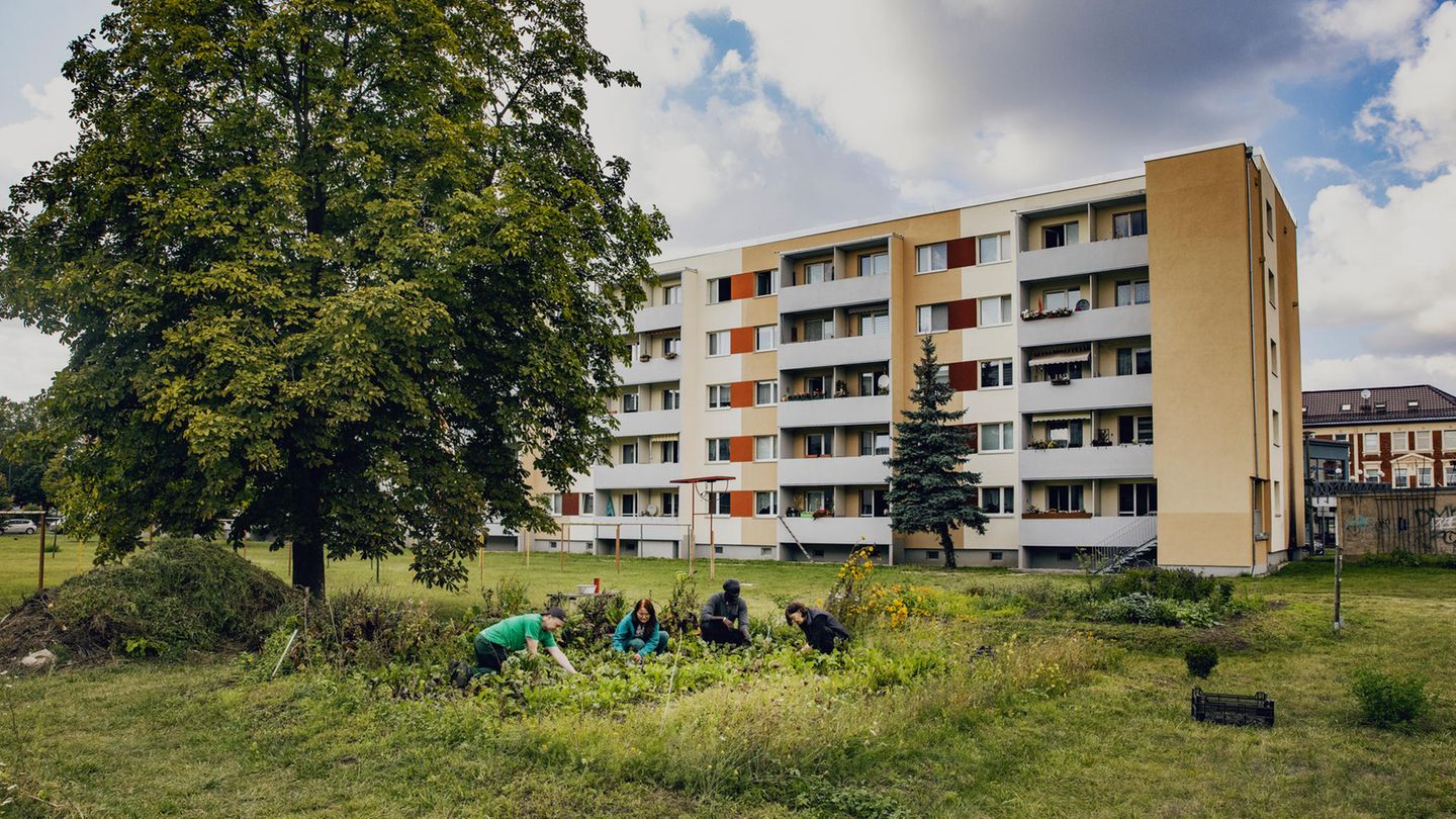 Zwischen Plattenbauten wächst in Dessau ein gemeinschaftlicher Gemüsegarten. Projekte wie dieses bilden sich in immer mehr Städten