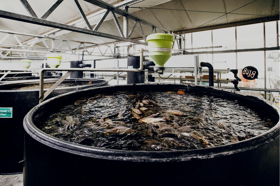 Die Fischausscheidungen düngen das Basilikum; sauberes Wasser, das die Pflanzen nicht verbrauchen, kommt wiederum den Fischen zugute. Fünf Tonnen Fisch liefert die Anlage jedes Jahr