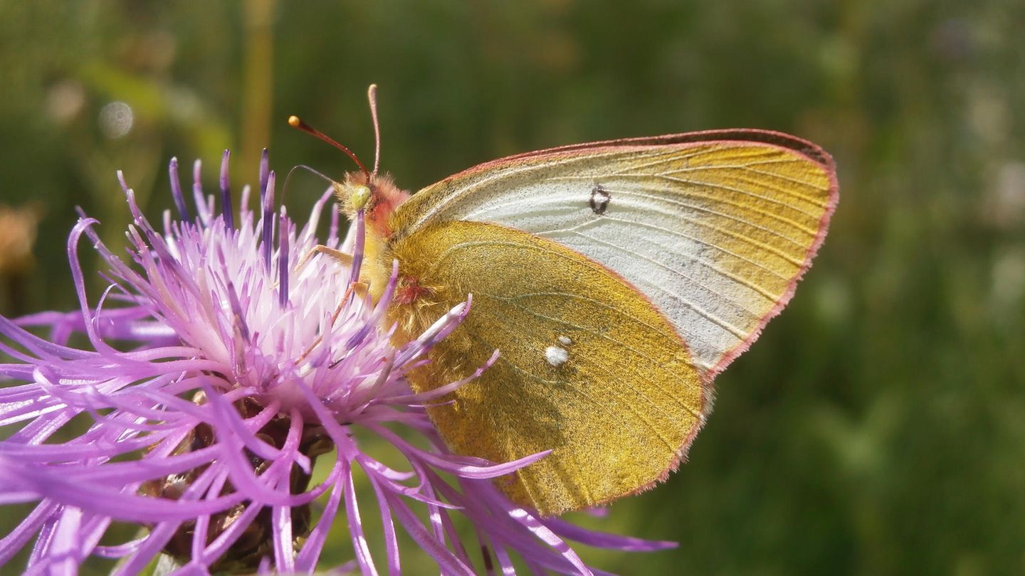 Schmetterling auf einer lila Blüte