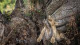 Ein junger Löwe liegt auf einem Baum