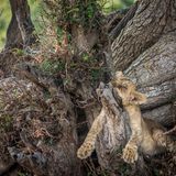 Ein junger Löwe liegt auf einem Baum
