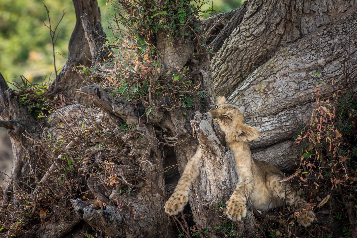 South Luangwa – Einfach mal abhängen Ein junger Löwe liegt auf einem Baum