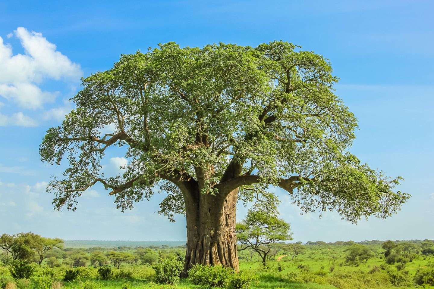 Baobab – Afrikas lebende Monolithen Baobab Baum mit blauem Himmel