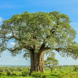 Baobab Baum mit blauem Himmel
