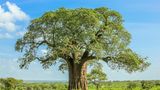 Baobab Baum mit blauem Himmel