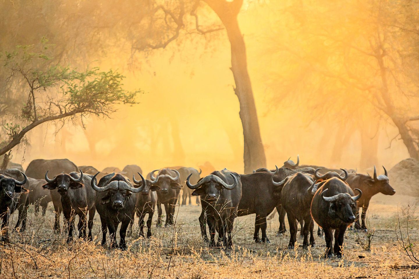 Auge in Auge mit der Wildnis – Safari für Pioniere Eine Horde Büffel