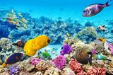 Bunte Fische umgeben von Korallen