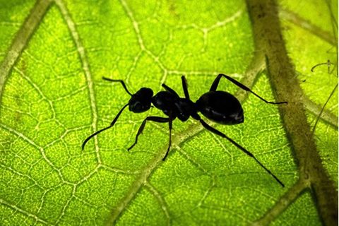 Eine Ameise sitzt auf der Unterseite eines Blattes. Foto: Sina Schuldt/dpa