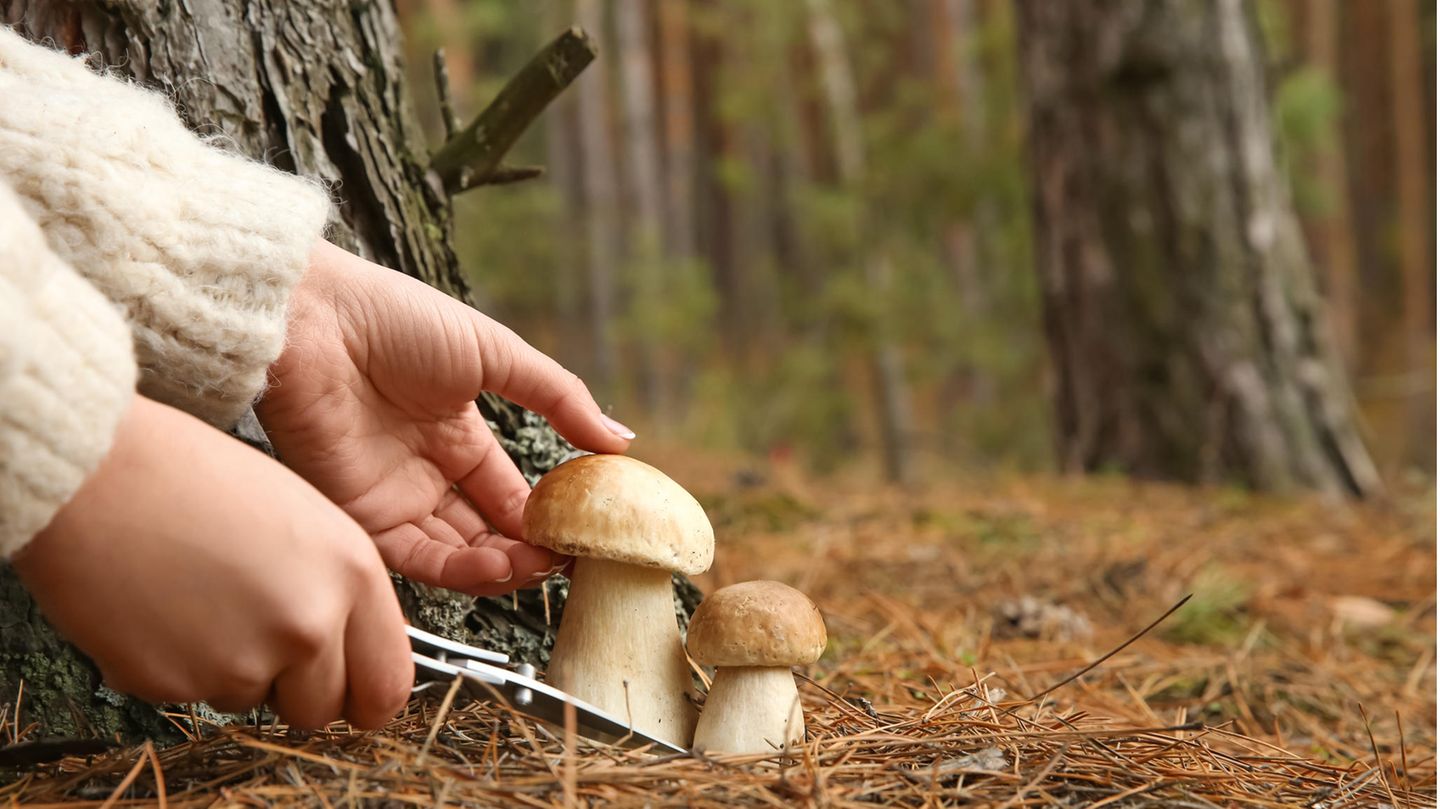 Pilze sammeln im Wald mit einem Pilzmesser