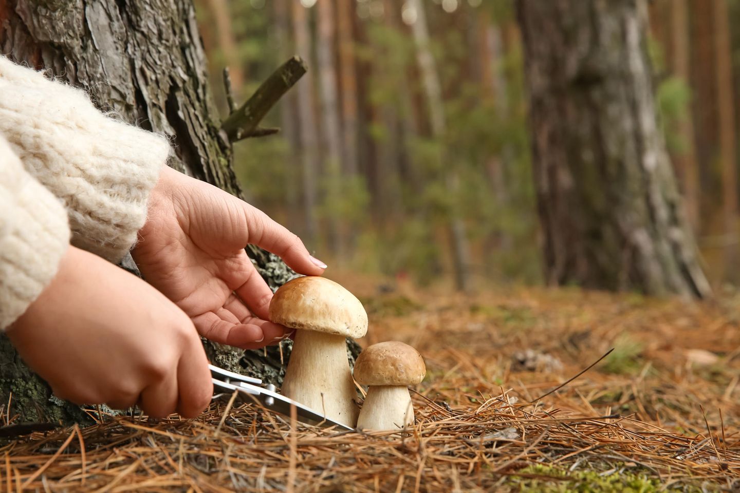Pilze sammeln im Wald mit einem Pilzmesser