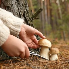 Pilze sammeln im Wald mit einem Pilzmesser
