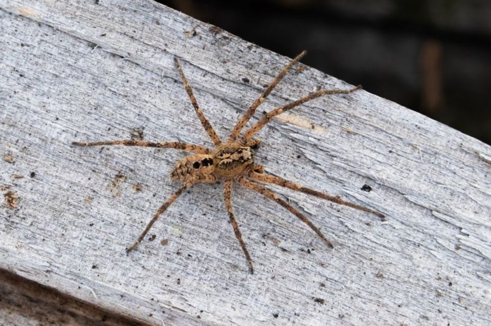 Die aus dem Mittelmeergebiet stammende Nosferatu-Spinne hat sich inzwischen fast deutschlandweit ausgebreitet