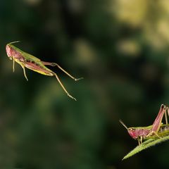 Die Feldheuschrecke setzt beim Hüpfen nicht so sehr auf Muskelkraft. Stattdessen verformt sie ihr Außenskelett, spannt es wie eine Feder und schnellt dann nach vorn