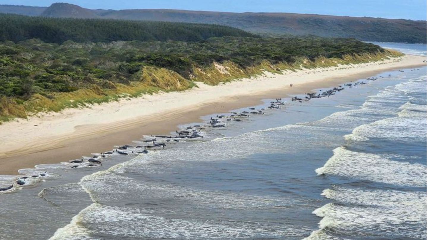 Zwei Jahre nach einer dramatischen Massenstrandung von Grindwalen in Tasmanien sind in der gleichen Bucht erneut zahlreiche Meeressäuger an Land gespült worden