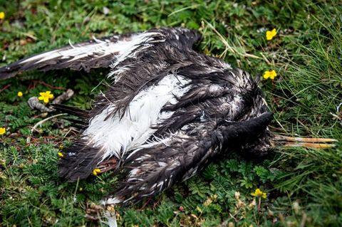 Ein toter Vogel liegt am Deich der zu Hamburg gehörenden Insel Neuwerk