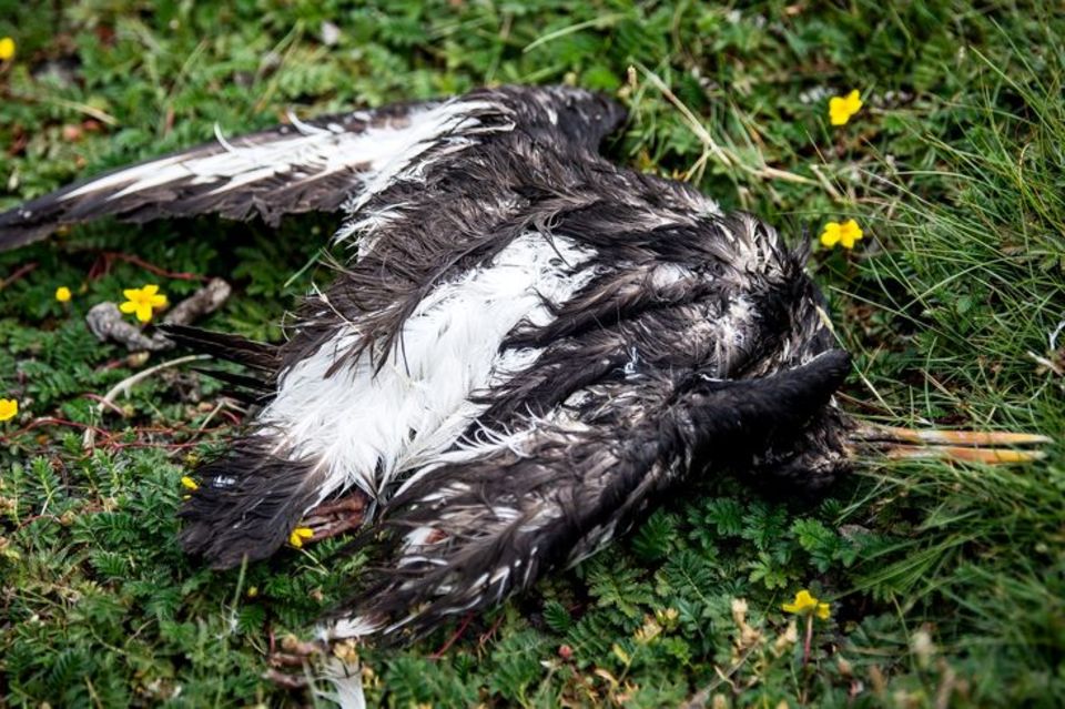 Ein toter Vogel liegt am Deich der zu Hamburg gehörenden Insel Neuwerk