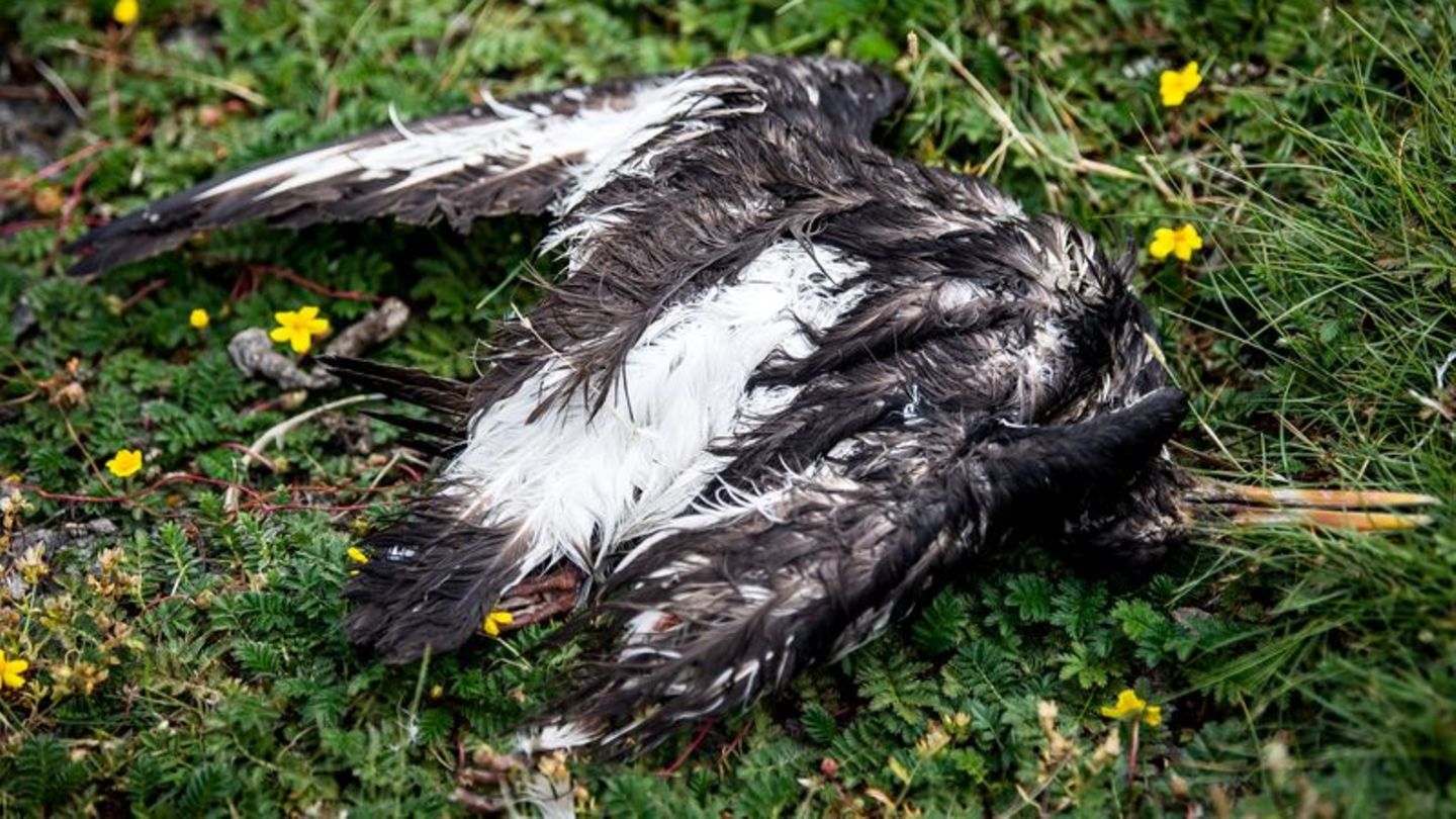 Ein toter Vogel liegt am Deich der zu Hamburg gehörenden Insel Neuwerk