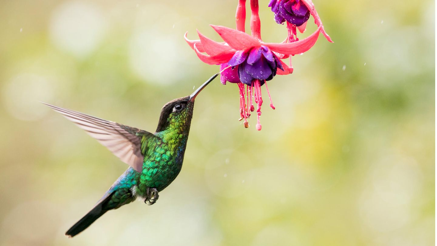 Ein blaugrün gefiederter Kolibrivogel nähert sich aus der Luft einer Blüte