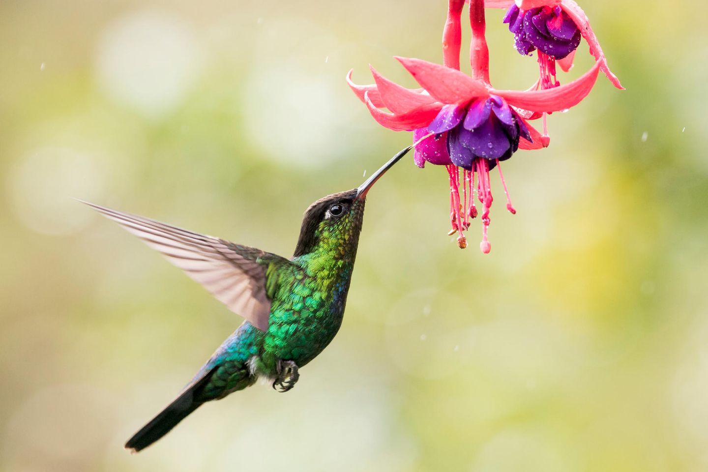 Ein blaugrün gefiederter Kolibrivogel nähert sich aus der Luft einer Blüte