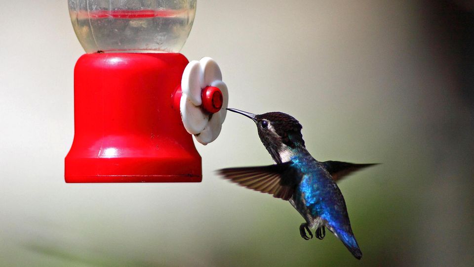 Ein blau-schwarzer Kolibri nähert sich einem Wasserspender aus der Luft