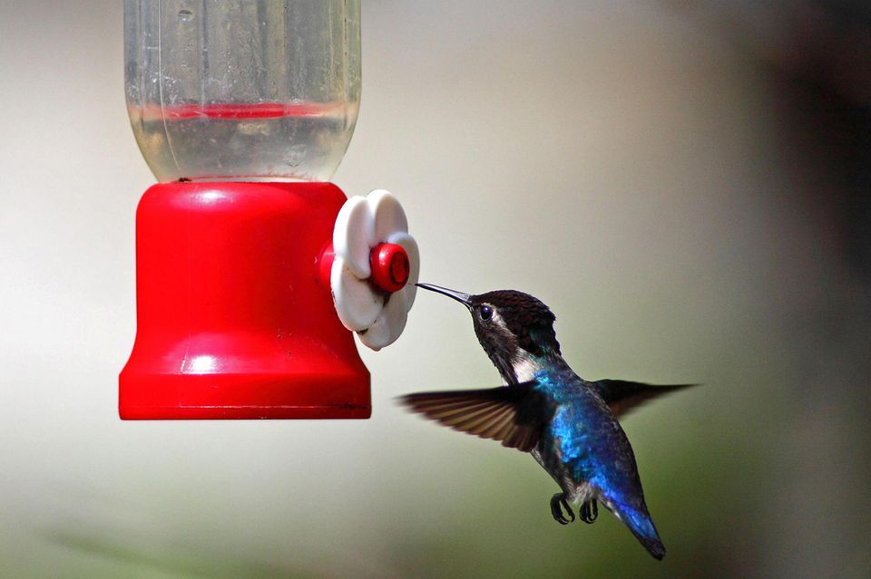 Ein blau-schwarzer Kolibri nähert sich einem Wasserspender aus der Luft