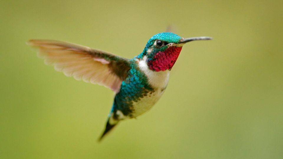 Ein Kolibri mit blaugrünem Kopf und Rücken sowie einem roten Hals fliegt in der Luft.