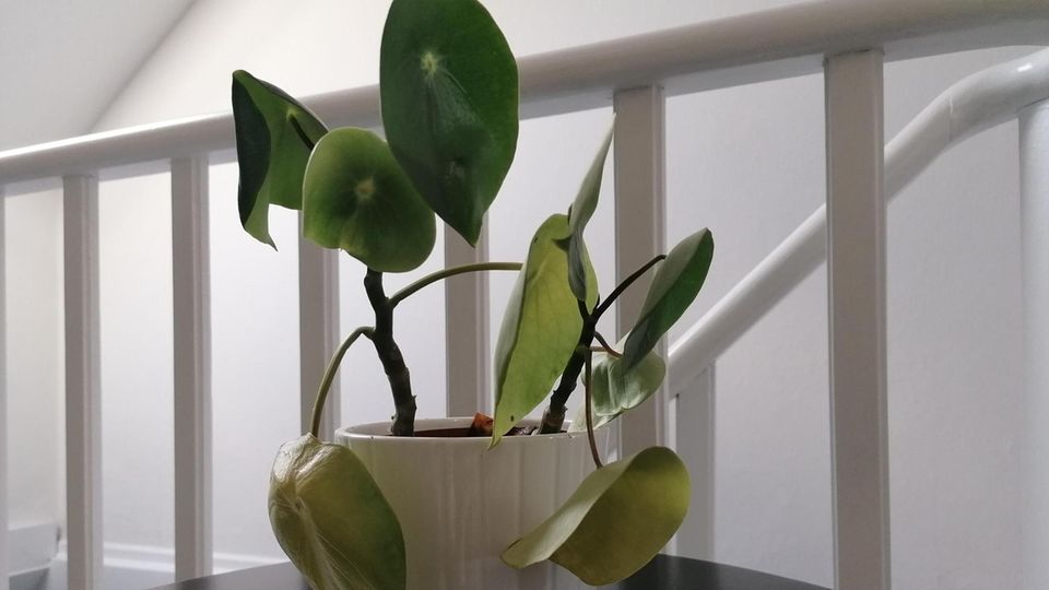 Vorher: Auch die Peperomia "Raindrop" sieht unglücklich aus. Die Blätter sind welk und die Pflanze wächst nicht sehr üppig