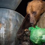 Fritz Pölking Jugendpreis: Bär trifft auf Mensch