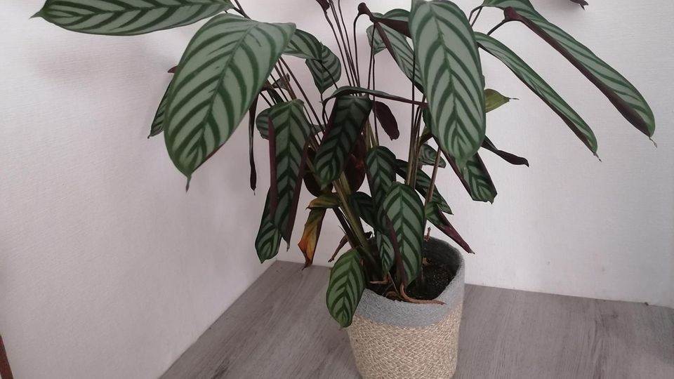 Ctenanthe Setosa mit hängenden Blättern