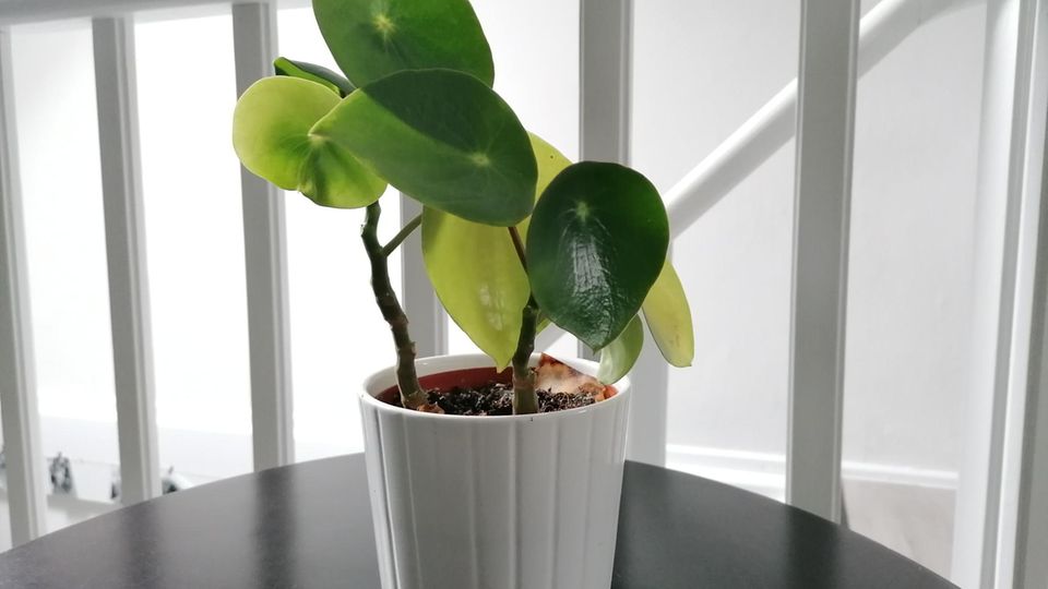 Peperomia "Raindrop" mit grünen, gesunden Blättern