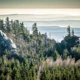 Der Brockenurwald im Nationalpark Harz