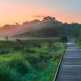 Der Bollenhagener Moorwald, Niedersachsen
