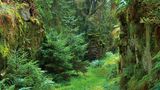 Der Hochwald im Hunsrück