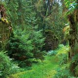 Der Hochwald im Hunsrück