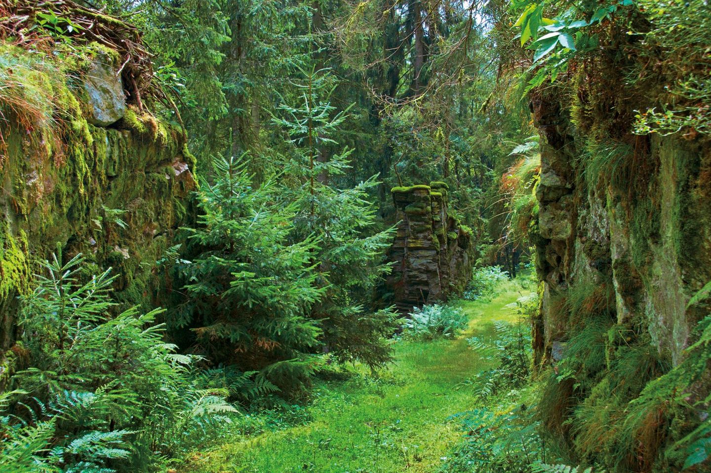 Der Hochwald im Hunsrück