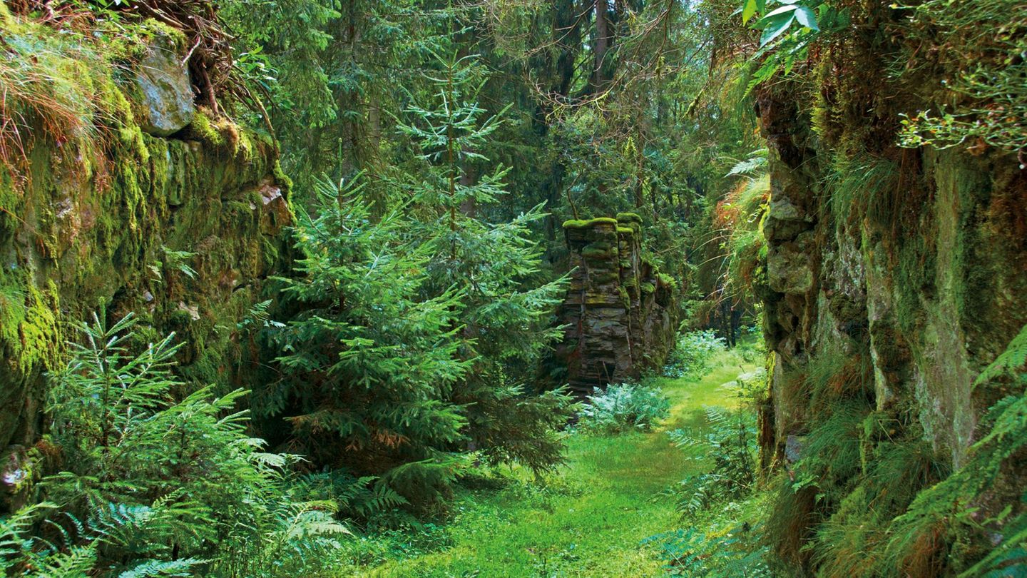 Der Hochwald im Hunsrück: Katzenparadies im Räuberwald Der Hochwald im Hunsrück