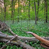 Der Leipziger Auwald